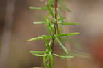 Coastal plain St. Johns wort